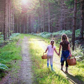 Mushroom picking